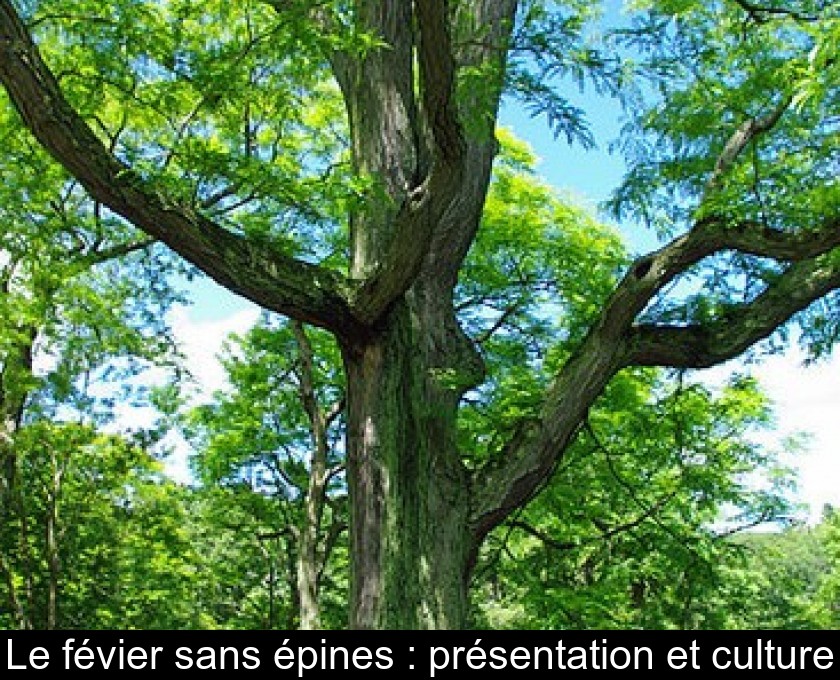 Le févier sans épines : présentation et culture Le févier sans épines : présentation et culture