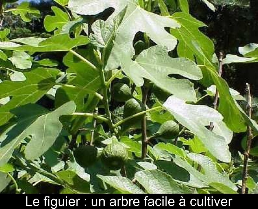 Le figuier : un arbre facile à cultiver Le figuier : un arbre facile à cultiver