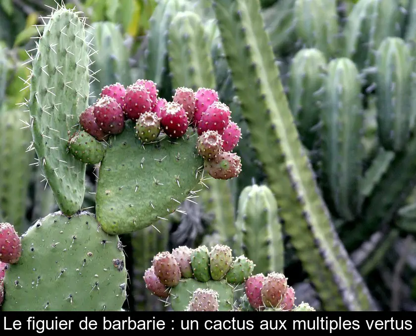 Le figuier de barbarie : un cactus aux multiples vertus