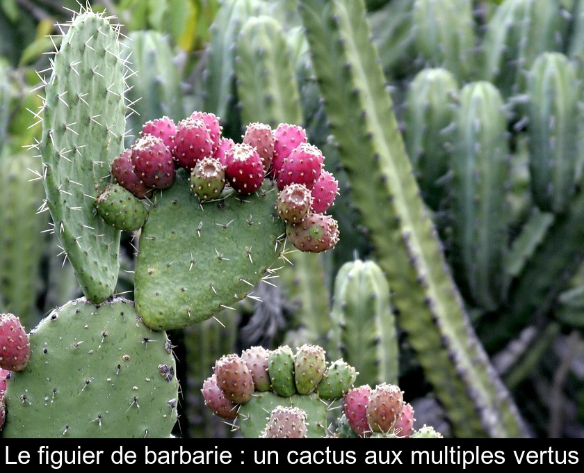 Le figuier de barbarie : un cactus aux multiples vertus Le figuier de barbarie : un cactus aux multiples vertus