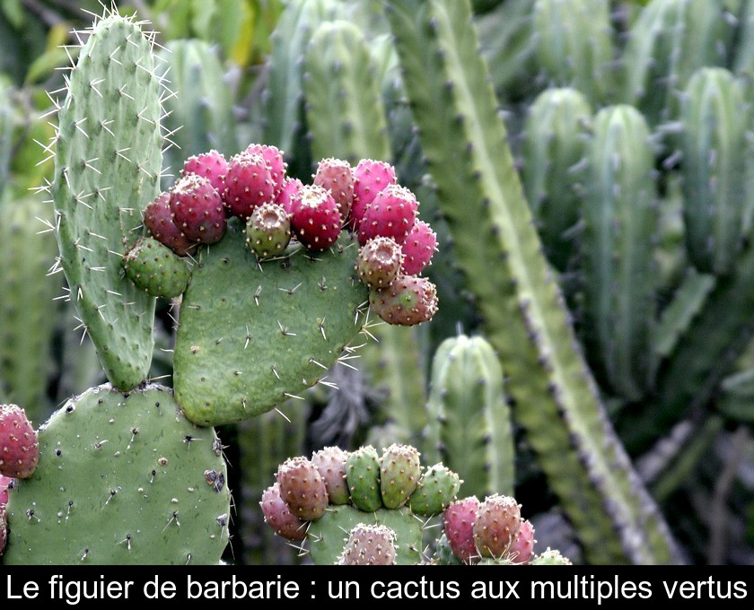 Le figuier de barbarie : un cactus aux multiples vertus