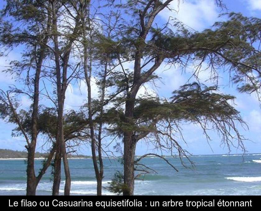 Le filao ou Casuarina equisetifolia : un arbre tropical étonnant Le filao ou Casuarina equisetifolia : un arbre tropical étonnant