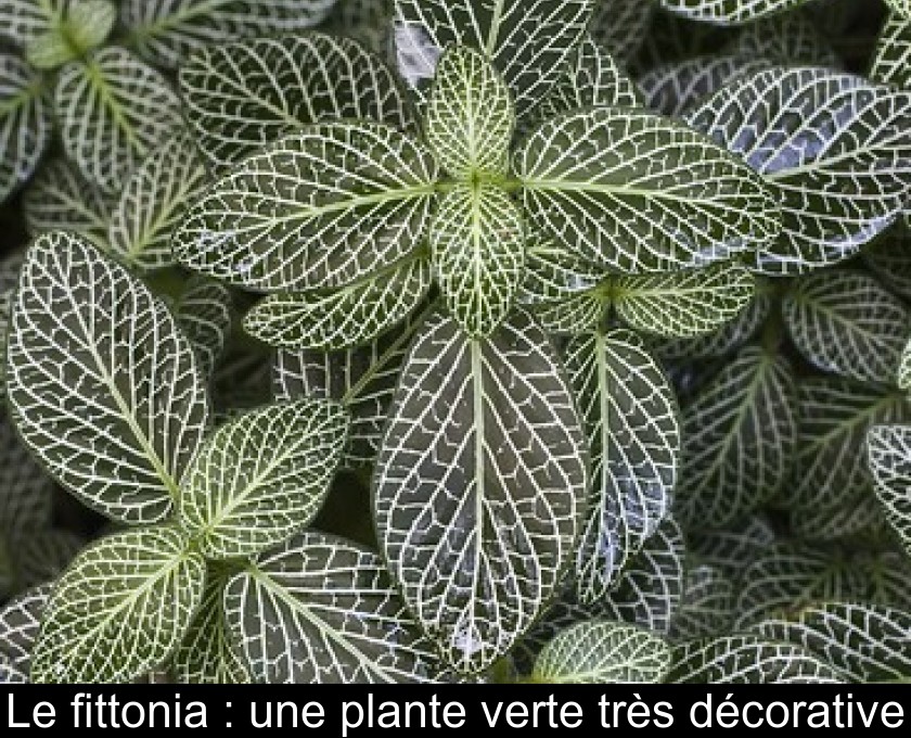 Le fittonia : une plante verte très décorative