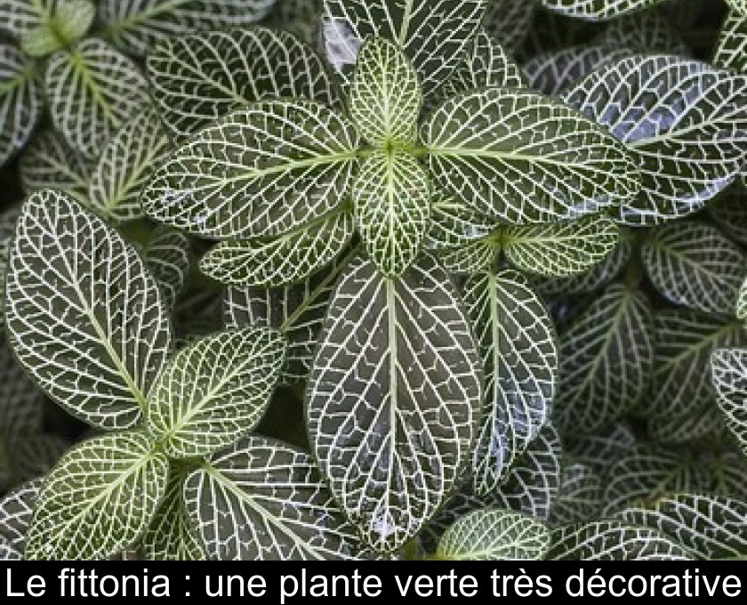 Plantes d'intérieur et plantes vertes : entretien, culture, conseils