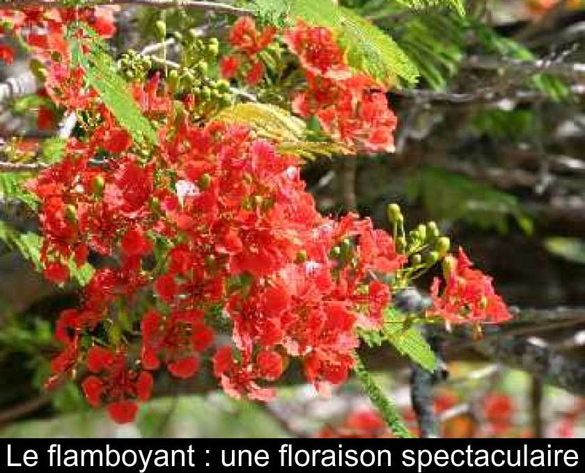 Le flamboyant : une floraison spectaculaire Le flamboyant : une floraison spectaculaire