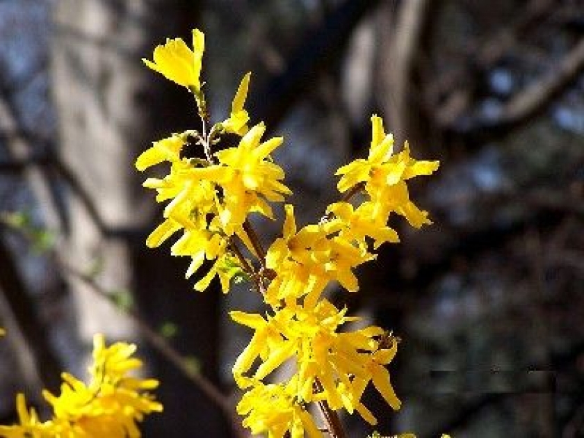 Le forsythia : présentation, taille et bouturage Le forsythia : présentation, taille et bouturage
