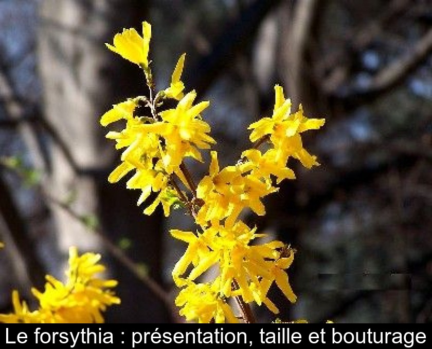 Le forsythia : présentation, taille et bouturage Le forsythia : présentation, taille et bouturage
