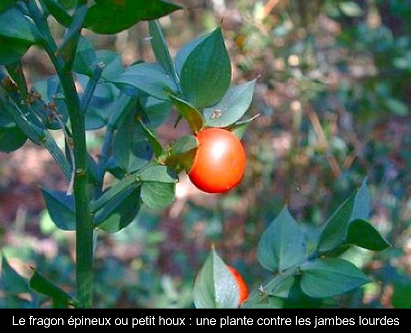 Le fragon épineux ou petit houx : une plante contre les jambes lourdes