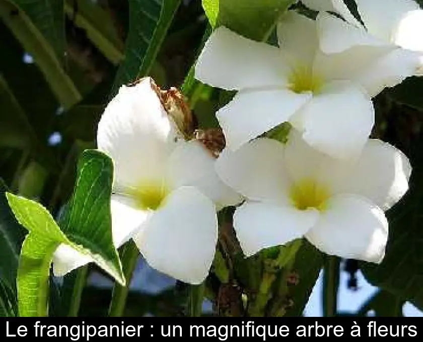 Le frangipanier : un magnifique arbre à fleurs