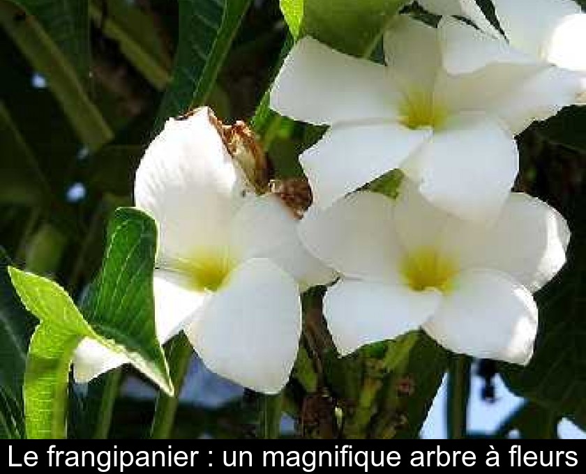 Le frangipanier : un magnifique arbre à fleurs Le frangipanier : un magnifique arbre à fleurs
