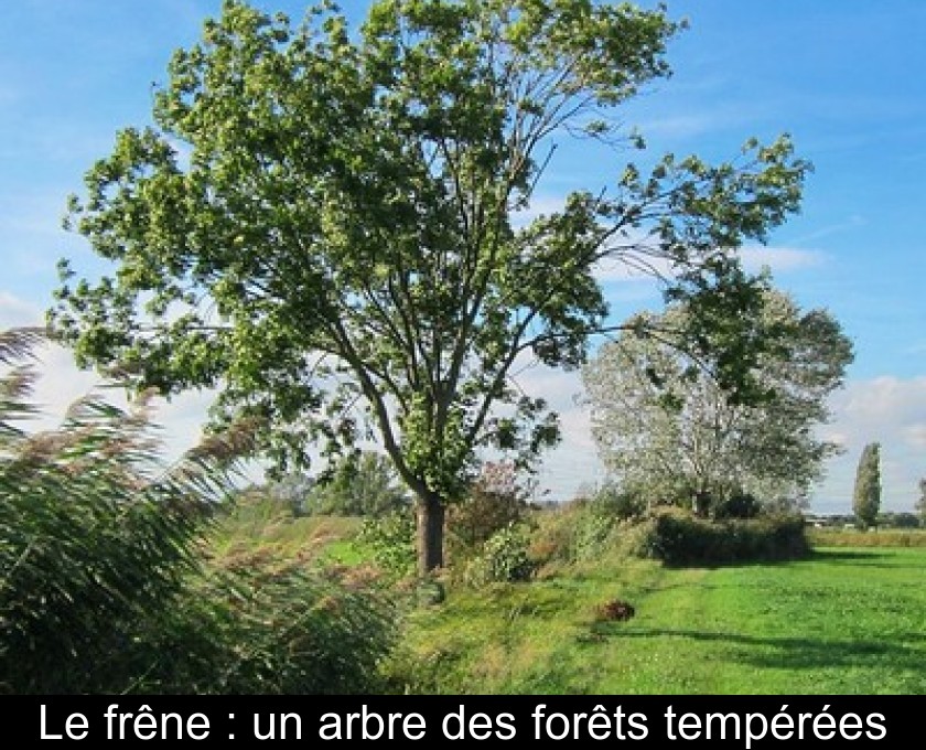 Le frêne : un arbre des forêts tempérées