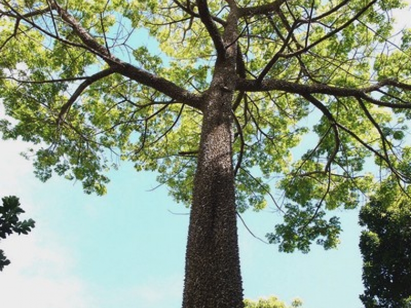 arbre le fromager