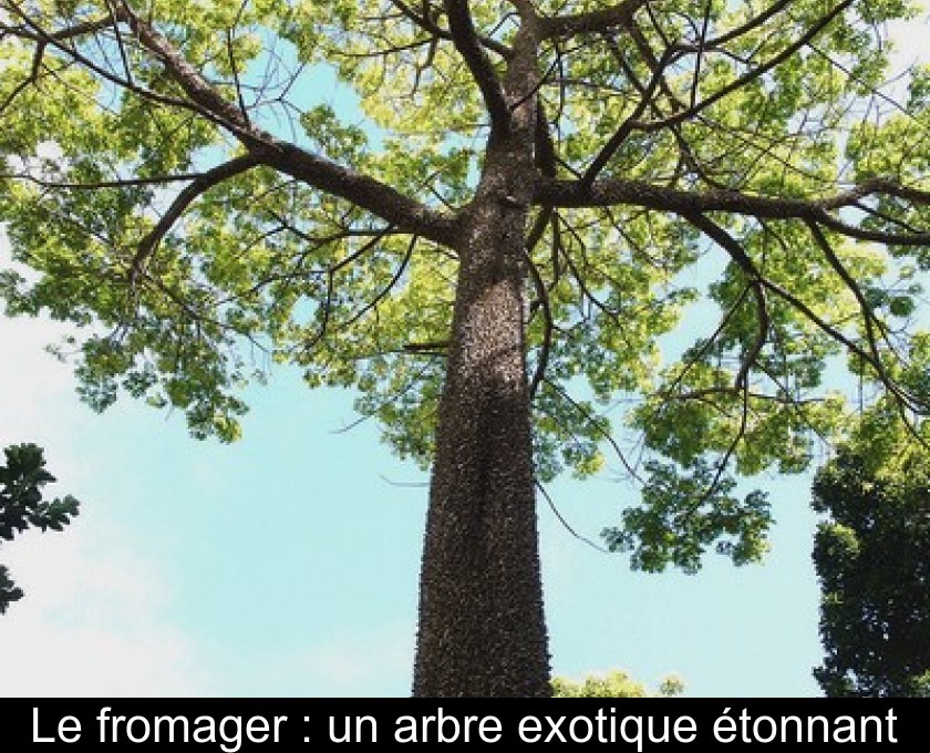 Le fromager : un arbre exotique étonnant