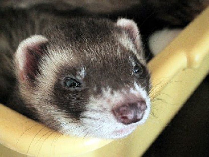 Le furet : pourquoi l'adopter et comment le soigner