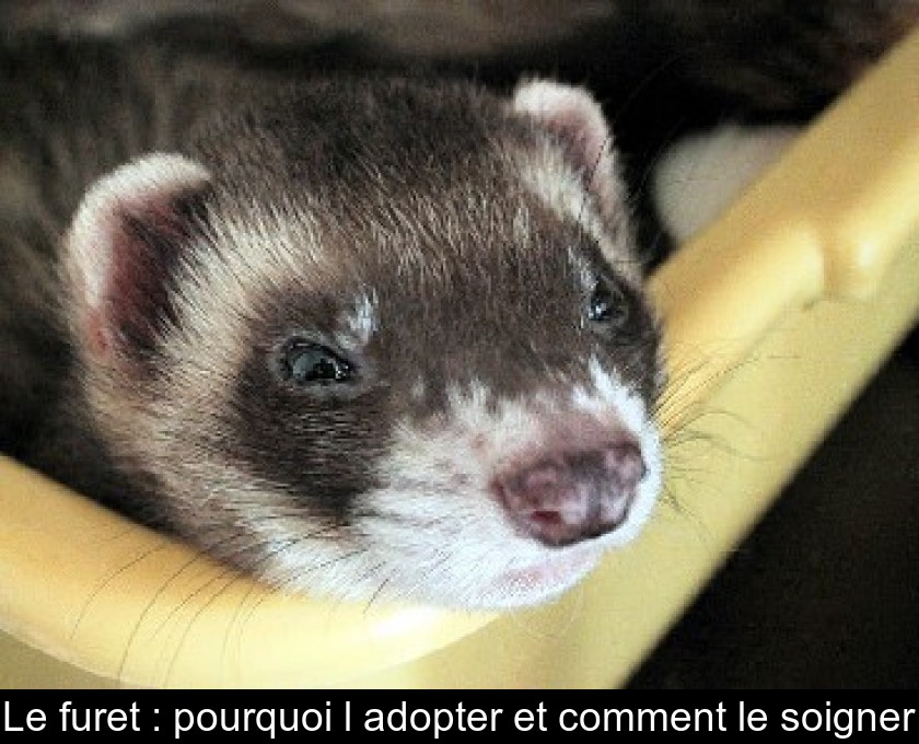 Le furet : pourquoi l'adopter et comment le soigner Le furet : pourquoi l'adopter et comment le soigner