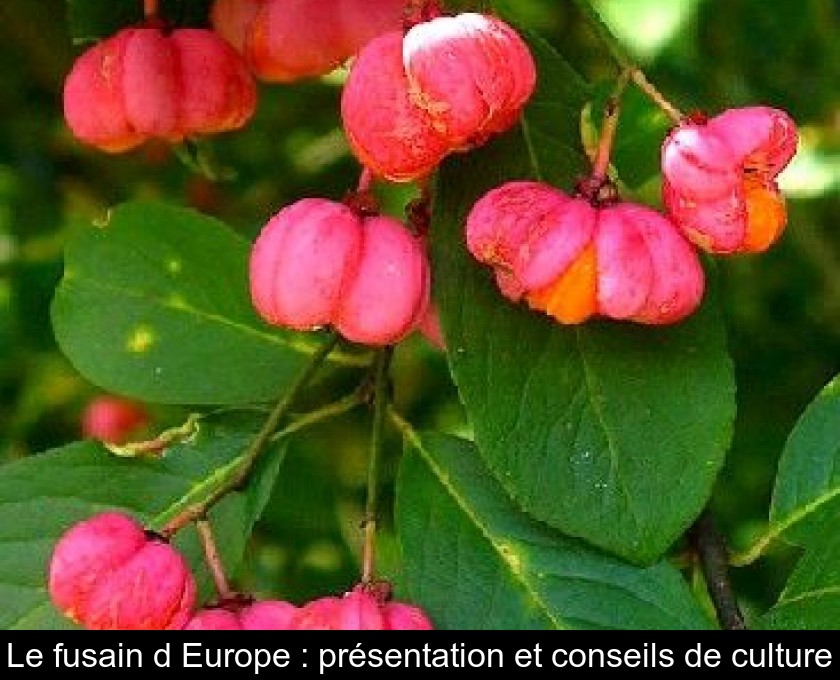 Le fusain d'Europe : présentation et conseils de culture Le fusain d'Europe : présentation et conseils de culture