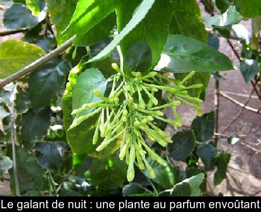 Le galant de nuit : une plante au parfum envoûtant