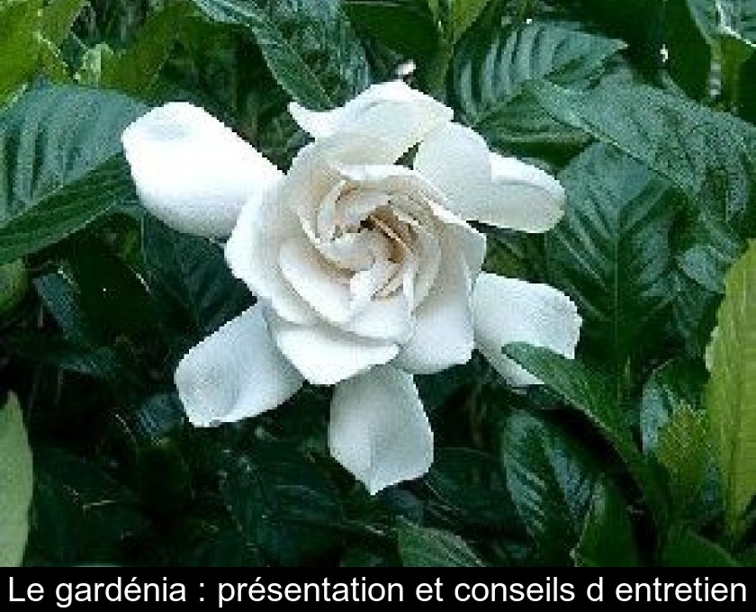 Le gardénia : présentation et conseils d'entretien Le gardénia : présentation et conseils d'entretien