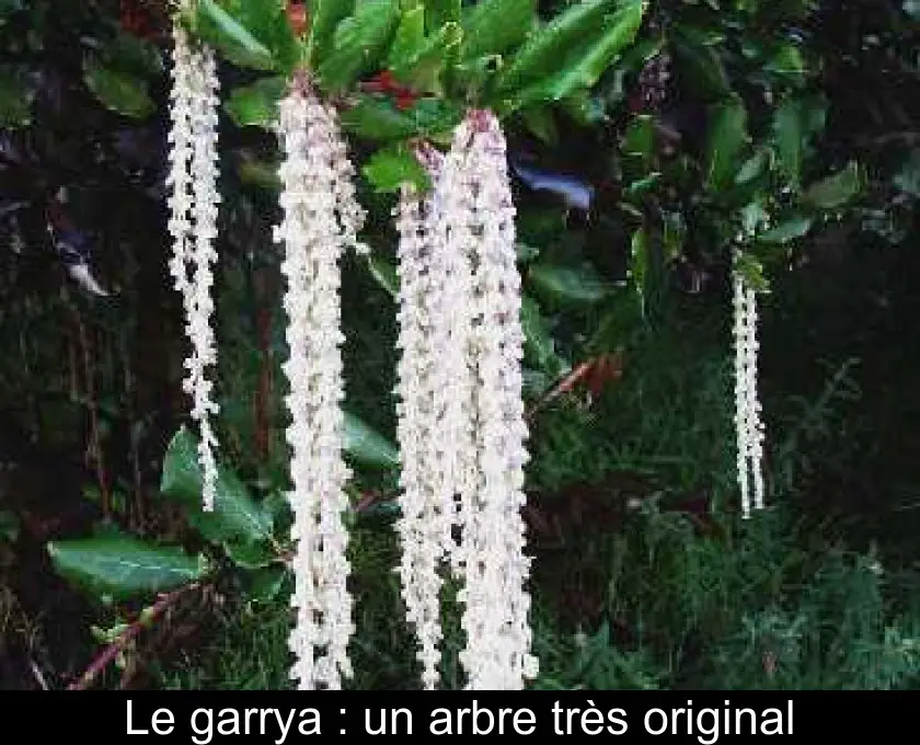 Le garrya : un arbre très original