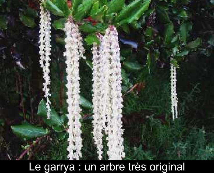 Le garrya : un arbre très original Le garrya : un arbre très original