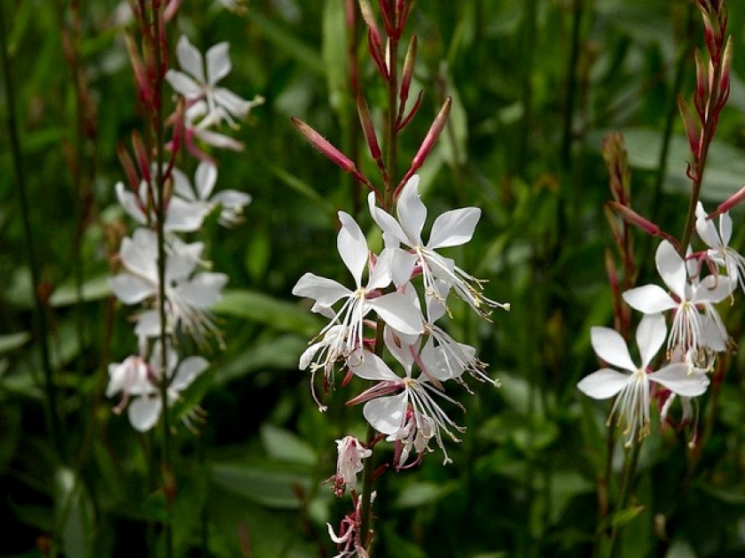 Le gaura : une jolie plante vivace Le gaura : une jolie plante vivace