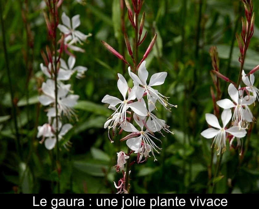 Le gaura : une jolie plante vivace