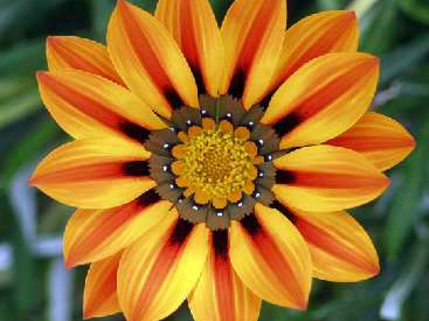 fleur gazania