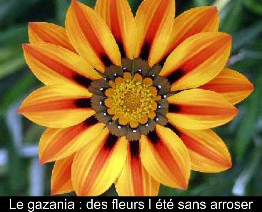 Le gazania : des fleurs l'été sans arroser