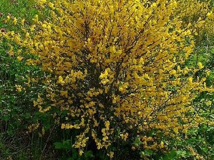 Le genêt à balais : un bel arbuste à fleurs Le genêt à balais : un bel arbuste à fleurs