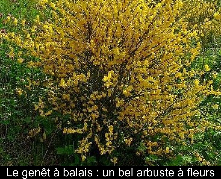 Le genêt à balais : un bel arbuste à fleurs