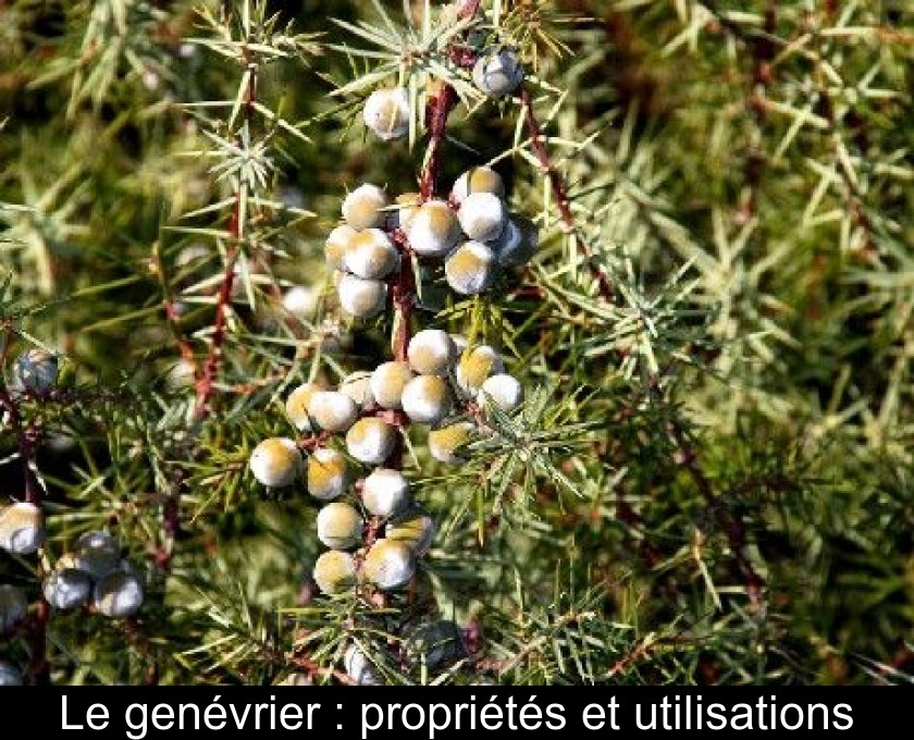 Le genévrier : propriétés et utilisations Le genévrier : propriétés et utilisations