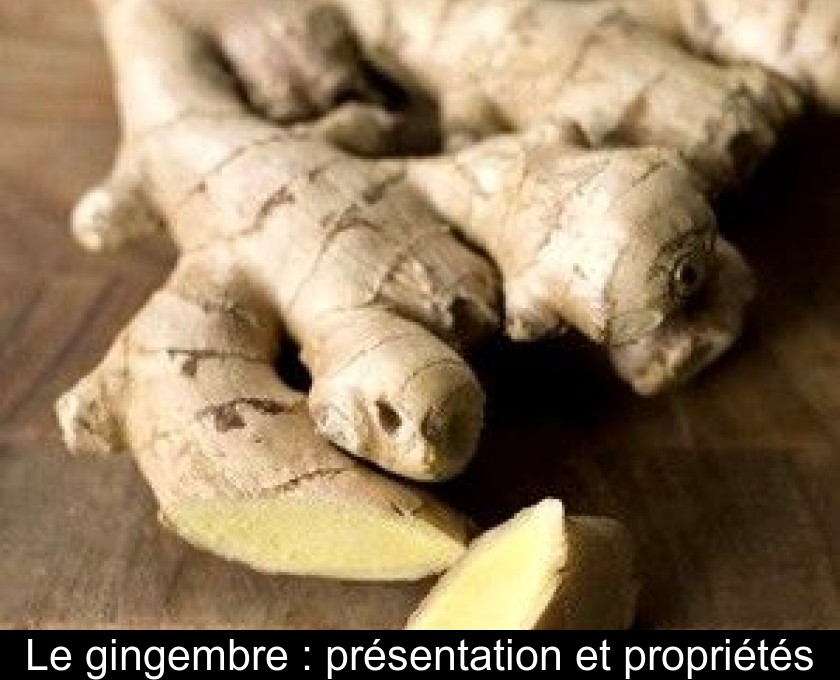 Le gingembre : présentation et propriétés Le gingembre : présentation et propriétés