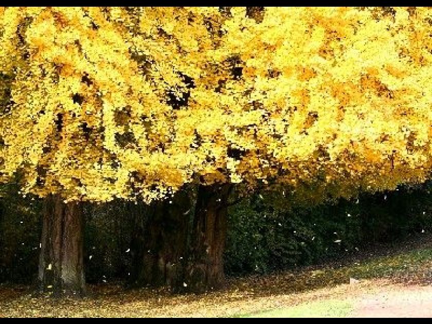 Hommages aux arbres Thumb-le-ginkgo-biloba---un-arbre-extraordinaire-1856