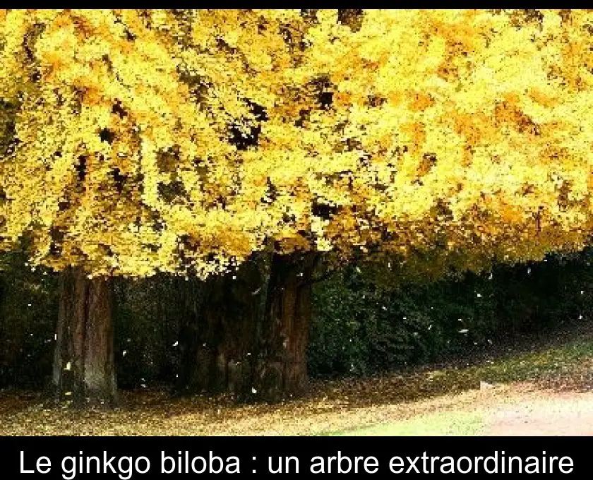 Le ginkgo biloba : un arbre extraordinaire