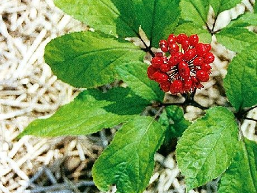 Le ginseng : une plante médicinale anti-fatigue Le ginseng : une plante médicinale anti-fatigue