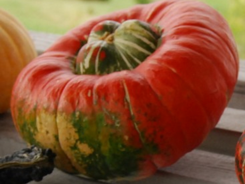 Le giraumon : une courge bariolée Le giraumon : une courge bariolée