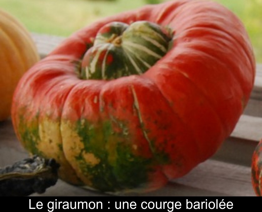 Le giraumon : une courge bariolée