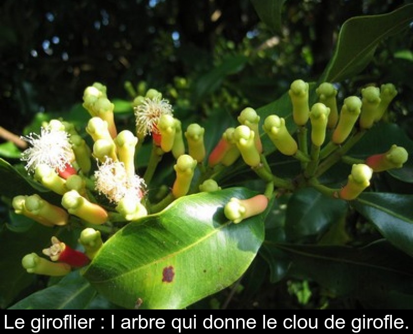 Le giroflier : l'arbre qui donne le clou de girofle. Le giroflier : l'arbre qui donne le clou de girofle.