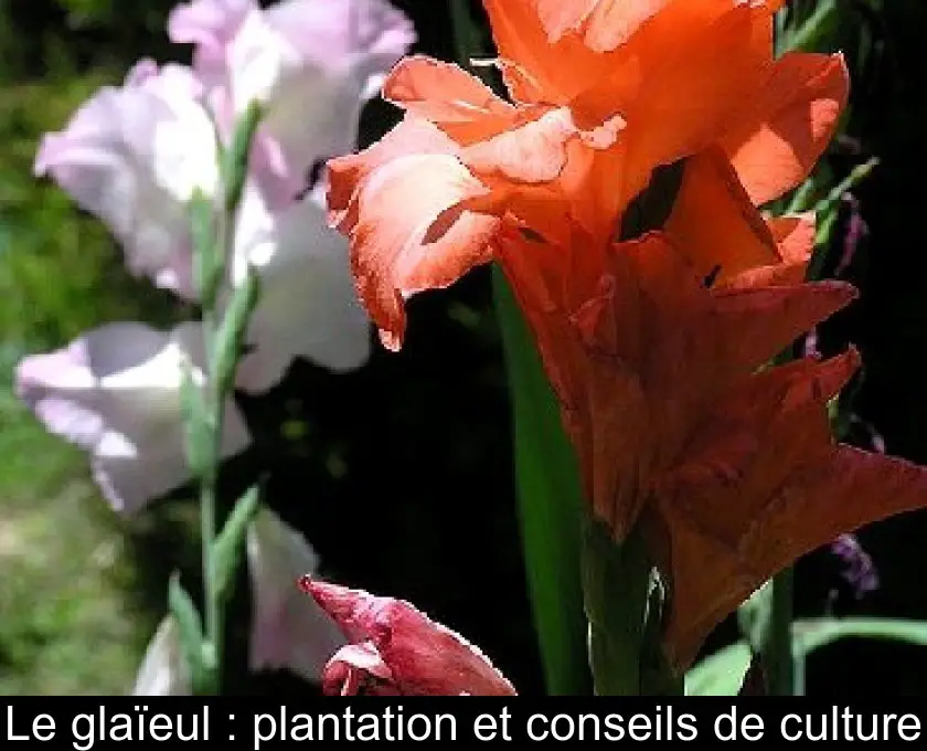 Le glaïeul : plantation et conseils de culture