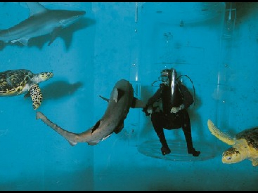 Le grand aquarium de Saint-Malo : un voyage sous-marin Le grand aquarium de Saint-Malo : un voyage sous-marin