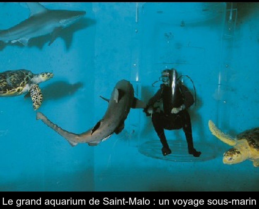 Le grand aquarium de Saint-Malo : un voyage sous-marin Le grand aquarium de Saint-Malo : un voyage sous-marin