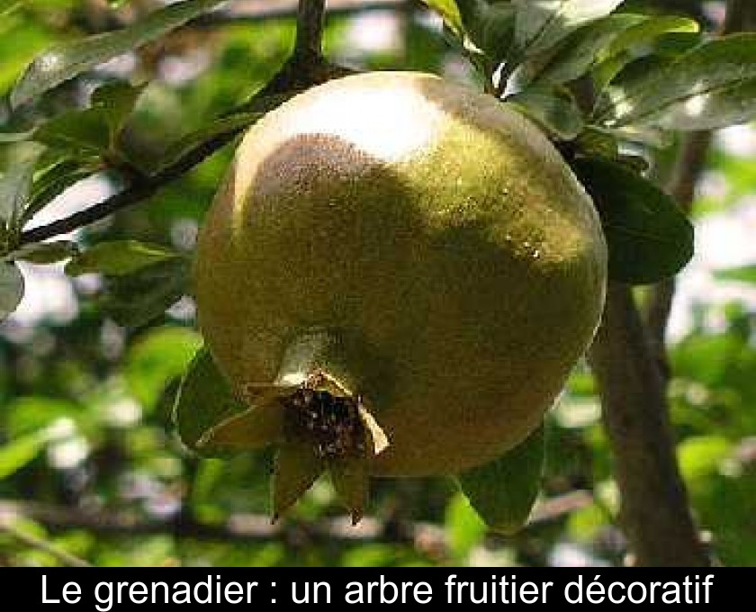 Le grenadier : un arbre fruitier décoratif Le grenadier : un arbre fruitier décoratif