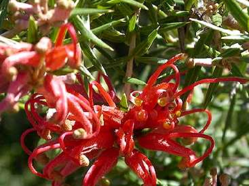 Le grevillea : une plante facile à cultiver Le grevillea : une plante facile à cultiver