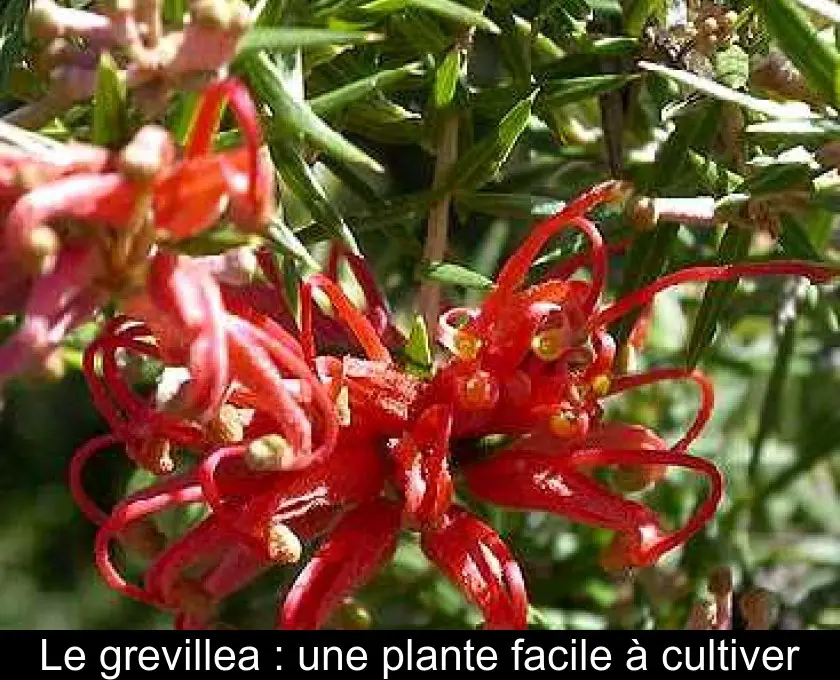 Le grevillea : une plante facile à cultiver