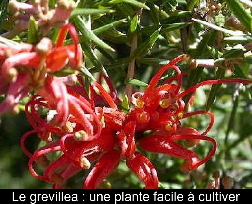 Le grevillea : une plante facile à cultiver Le grevillea : une plante facile à cultiver