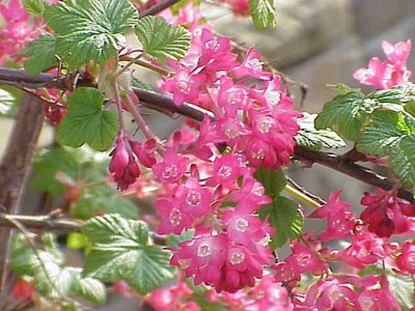 Le groseillier à fleurs ou cassis-fleur : présentation et culture Le groseillier à fleurs ou cassis-fleur : présentation et culture
