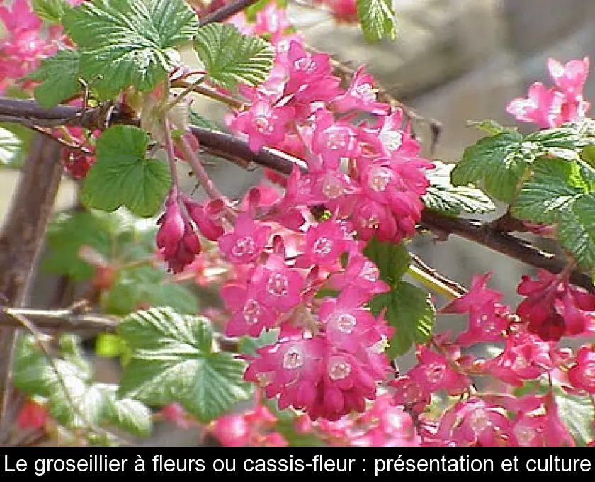 Le groseillier à fleurs ou cassis-fleur : présentation et culture