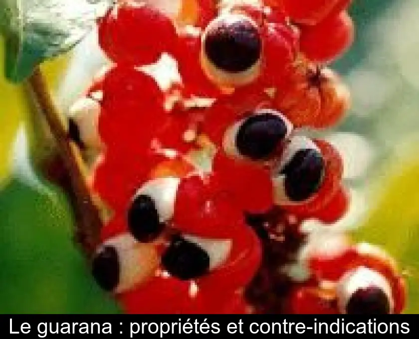 Le guarana : propriétés et contre-indications