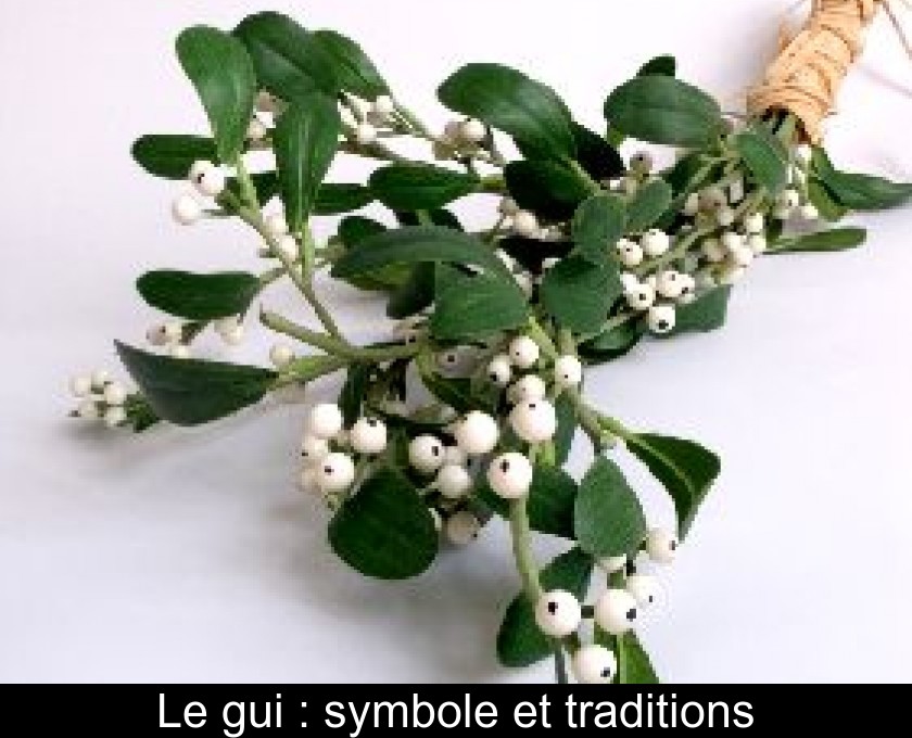 Le gui : symbole et traditions Le gui : symbole et traditions