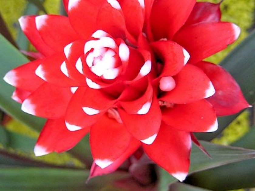 Le guzmania : présentation et entretien Le guzmania : présentation et entretien